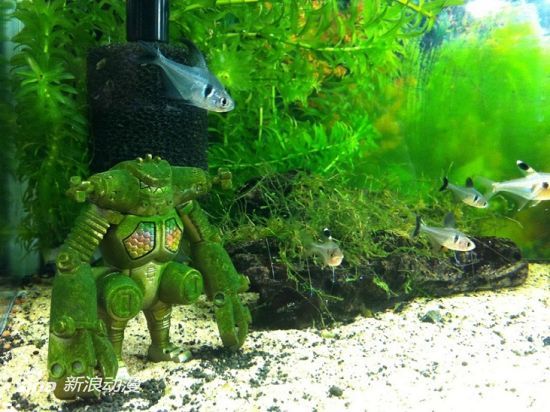 用手办模型装饰水族箱 打造宅味“海底王国”